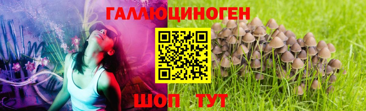 Псилоцибиновые грибы GOLDEN TEACHER Полысаево